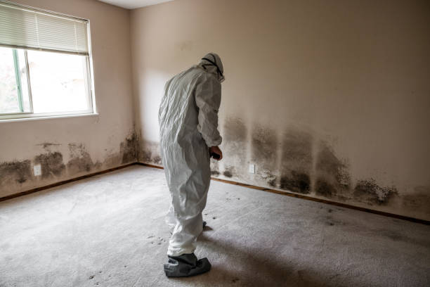 Best Mold Remediation for Specific Building Types in Mobridge, SD